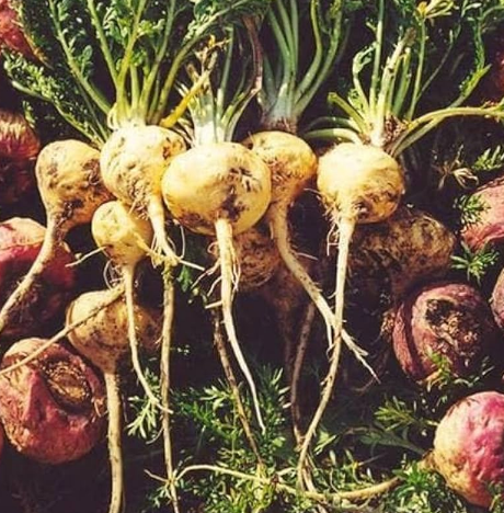 Maca