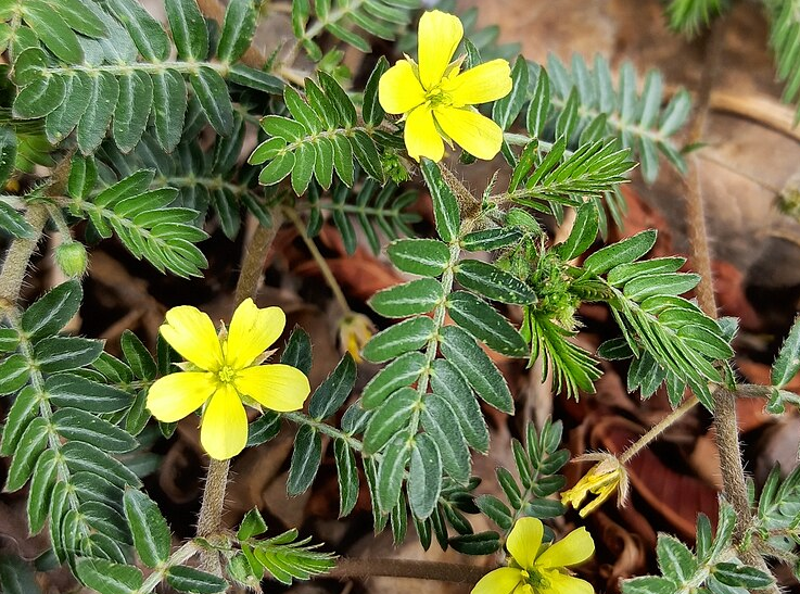 Tribulus Terrestris